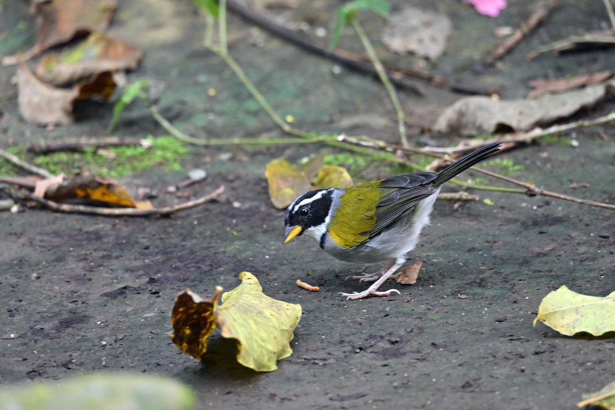 Tohi galonné - ML646768923