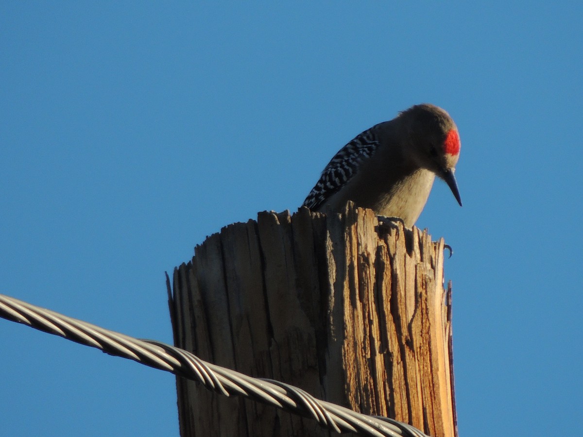 Gila Woodpecker - ML646768924
