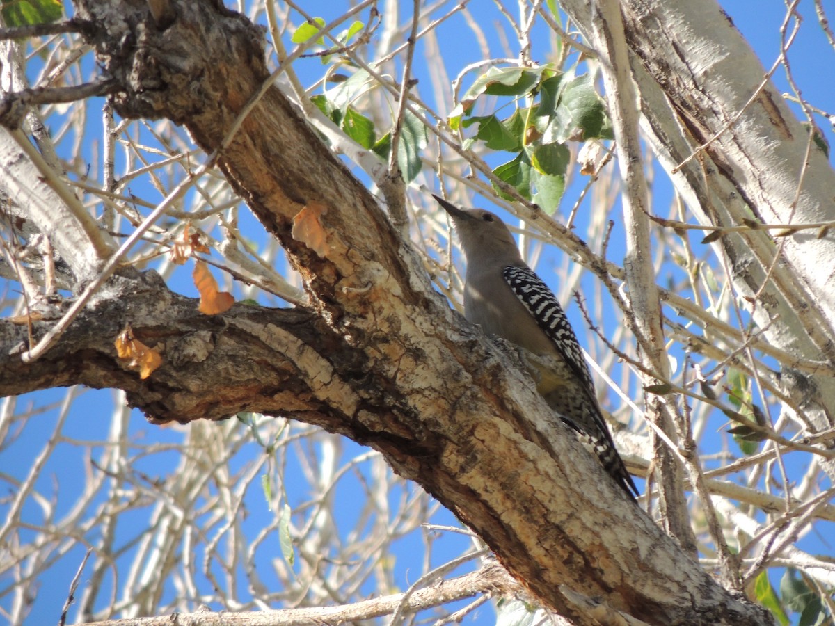 Gila Woodpecker - ML646768925
