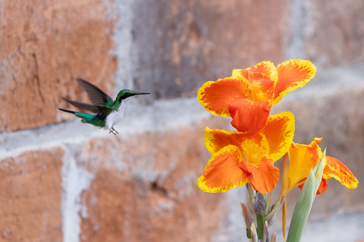 Purpurkron-Schmuckkolibri - ML646768926