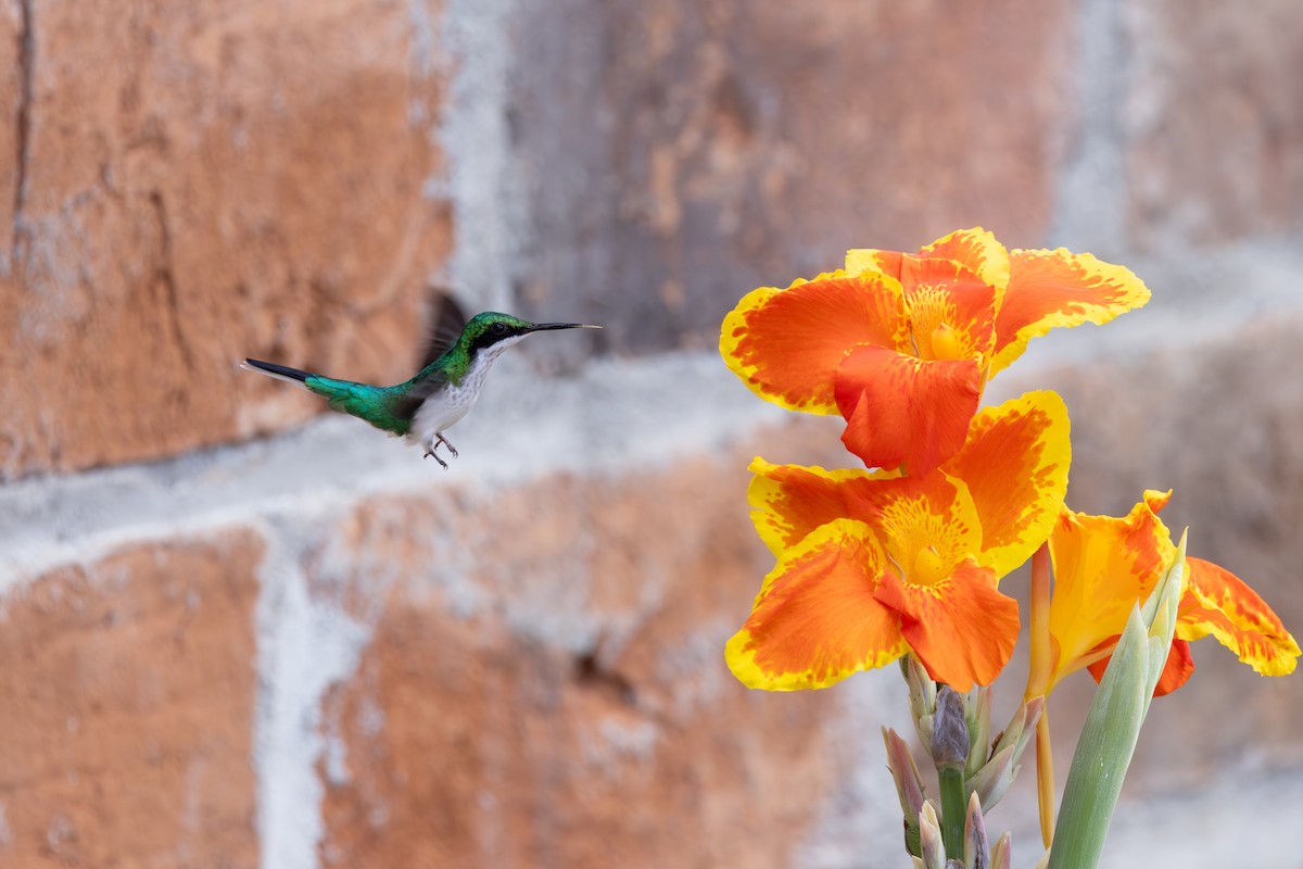 Purpurkron-Schmuckkolibri - ML646768927