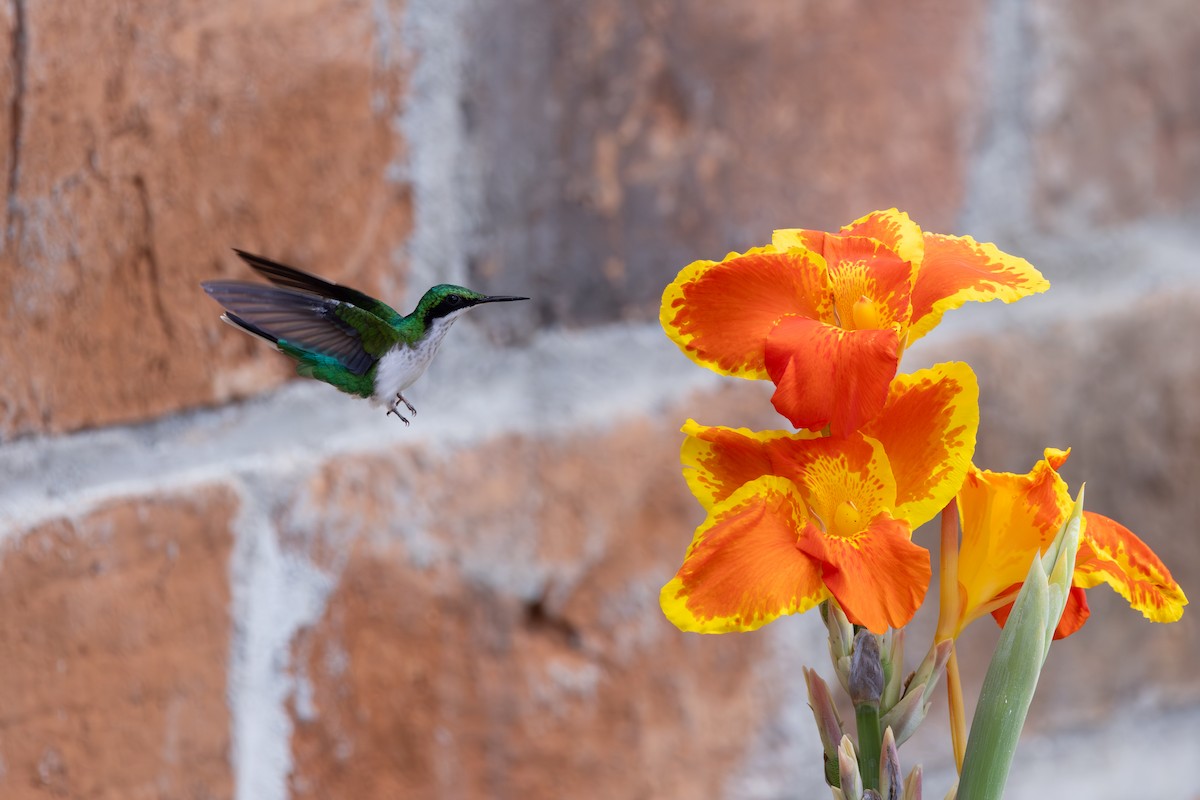 Purpurkron-Schmuckkolibri - ML646768928