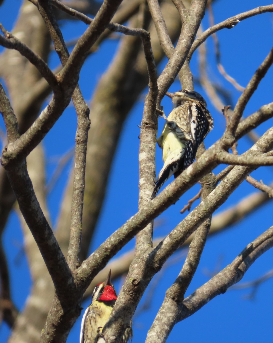 Chupasavia Norteño - ML646768930