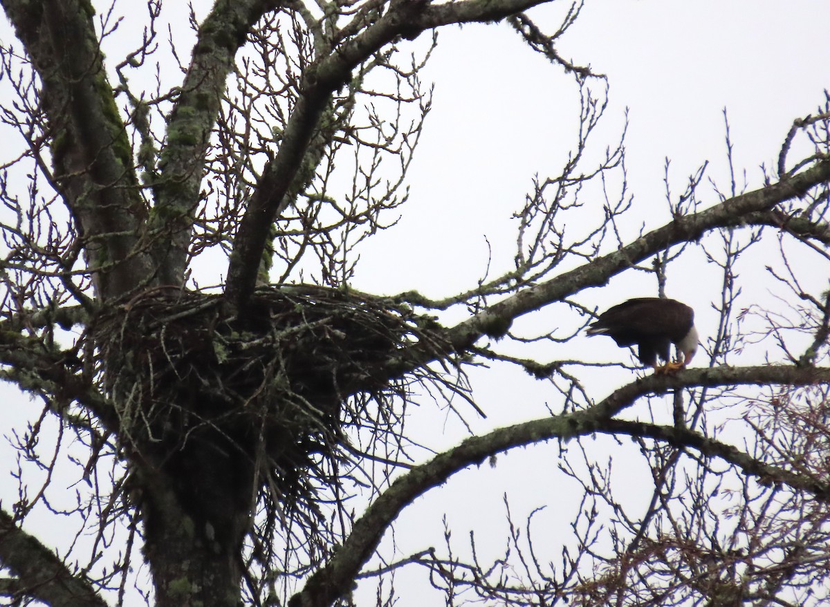 hvithodehavørn - ML646768934