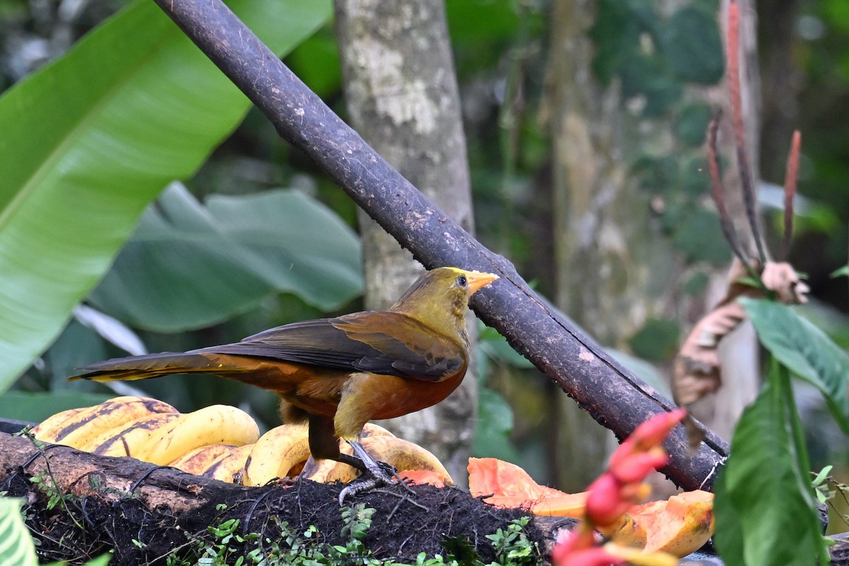 Cassique roussâtre - ML646768935