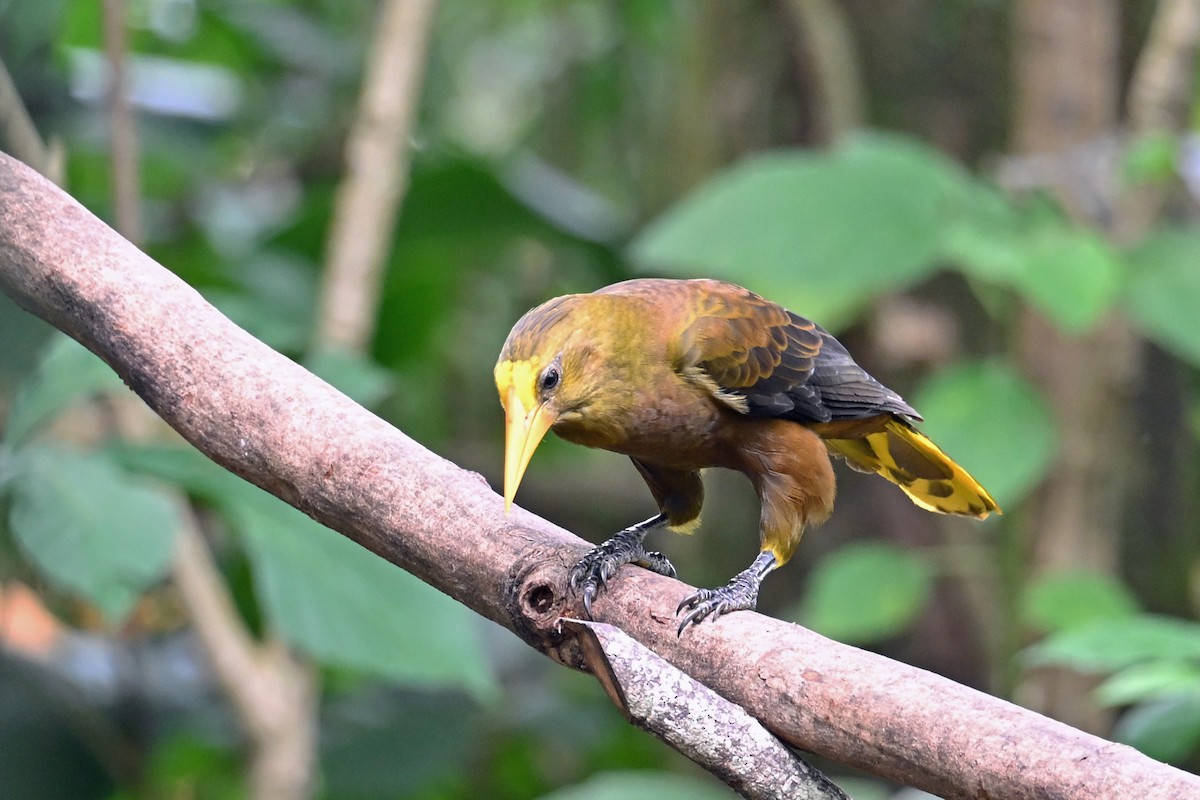 Cassique roussâtre - ML646768936