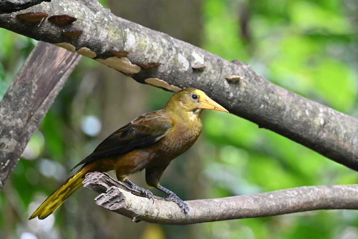 Cassique roussâtre - ML646768939
