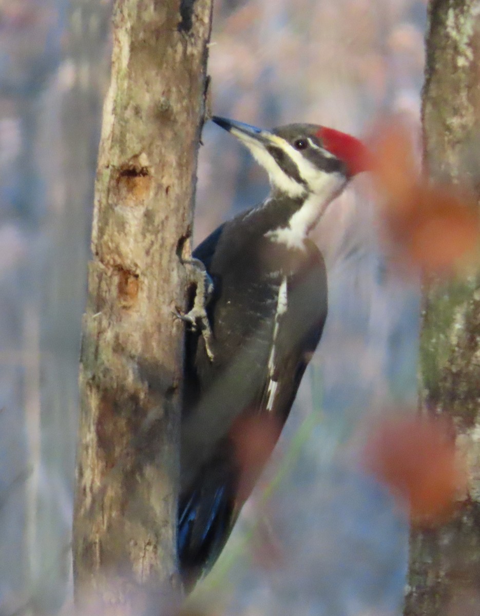 Picamaderos Norteamericano - ML646768943