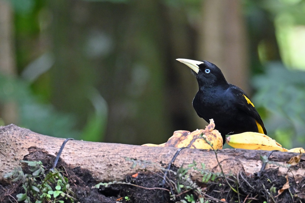 Cassique cul-jaune - ML646768945