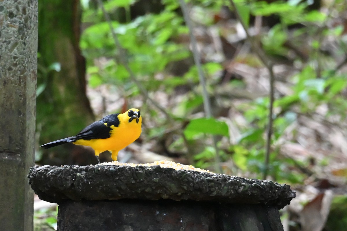 Carouge loriot - ML646768950