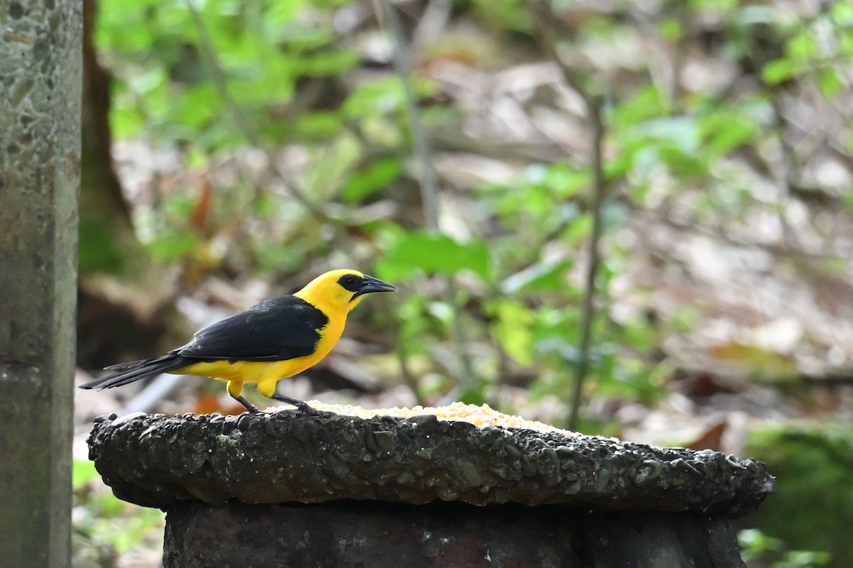 Carouge loriot - ML646768951