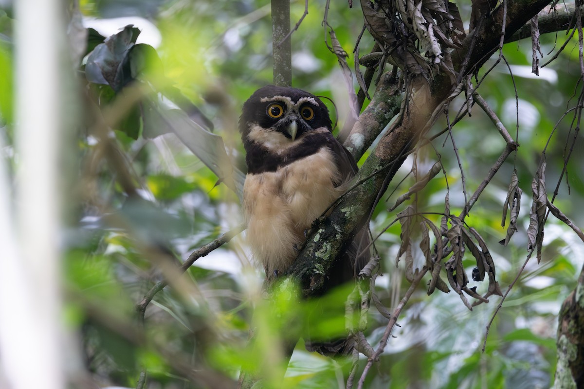Spectacled Owl - ML646768952