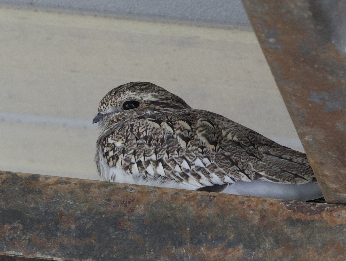 Engoulevent sable - ML646768953