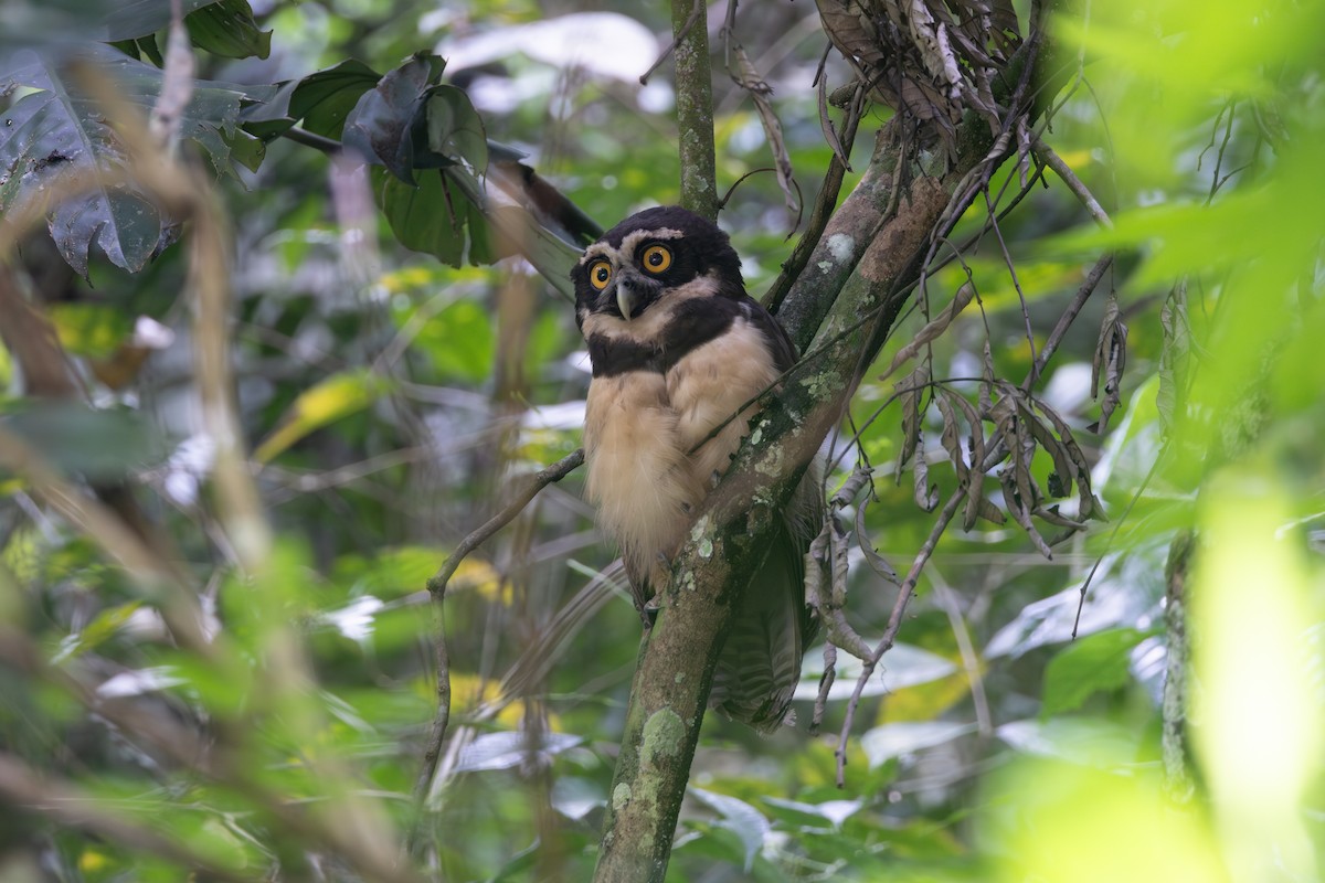 Spectacled Owl - ML646768954
