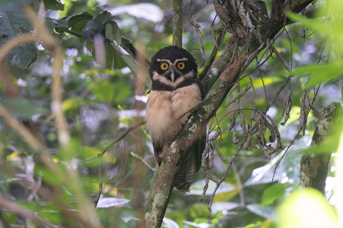 Spectacled Owl - ML646768955