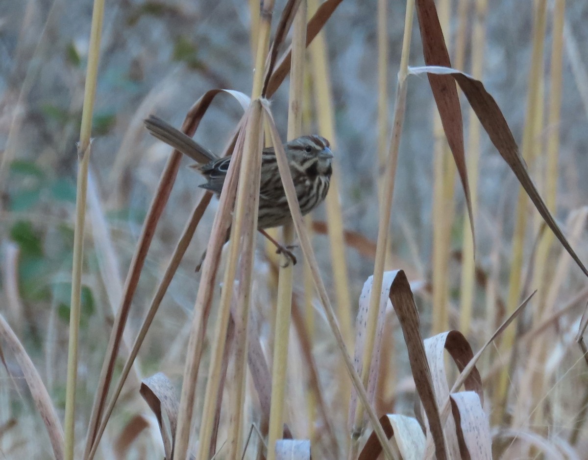 Chingolo Cantor - ML646768959