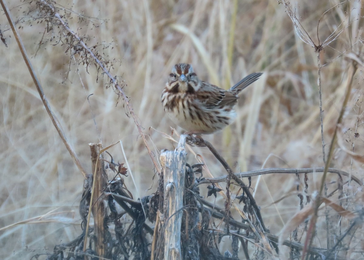 Chingolo Cantor - ML646768960