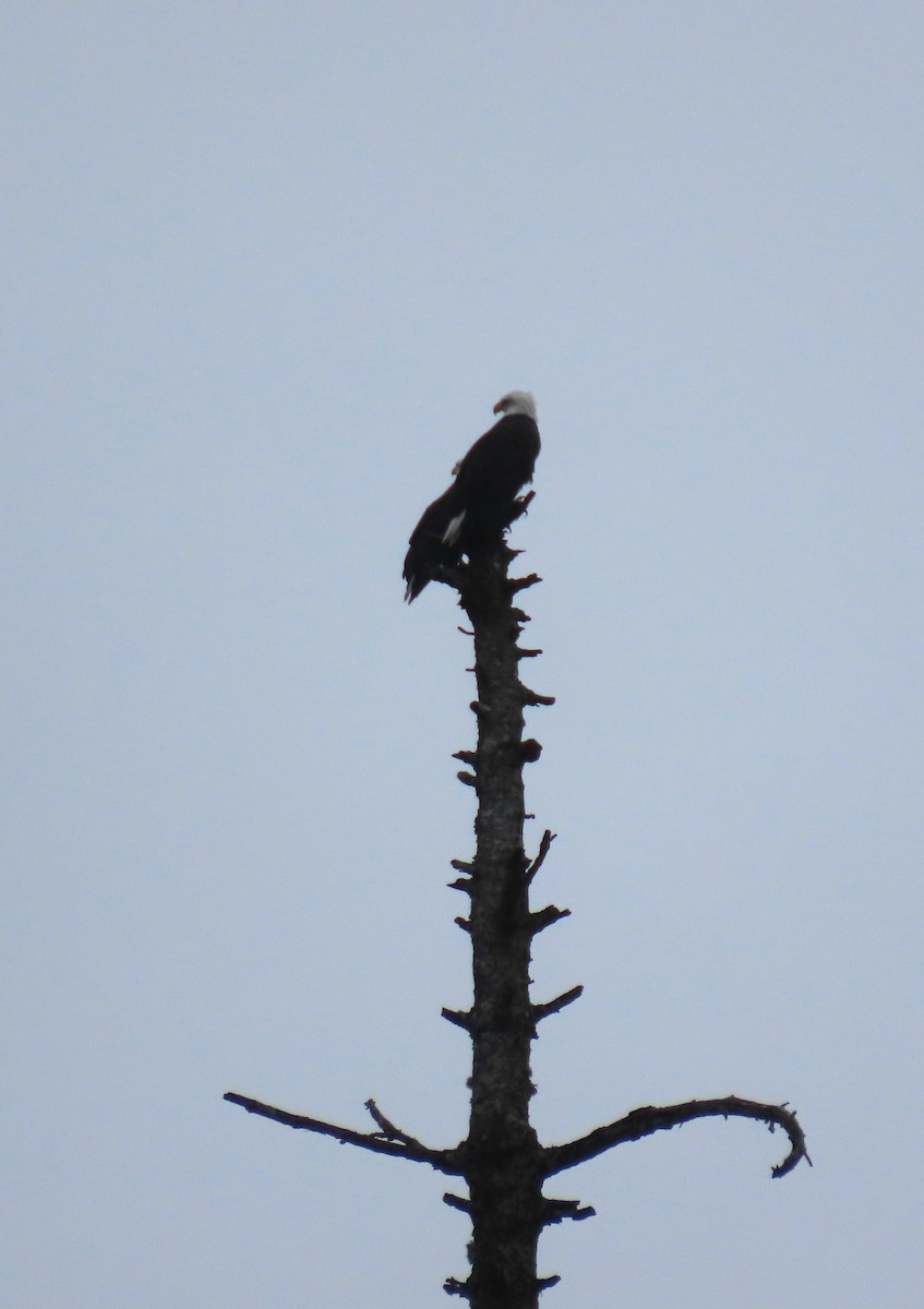 hvithodehavørn - ML646768962