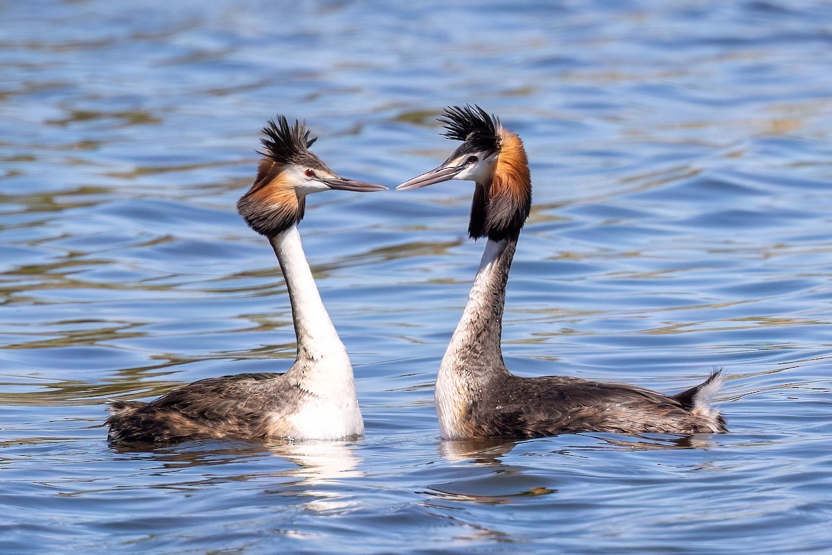 Чомга - ML646768963