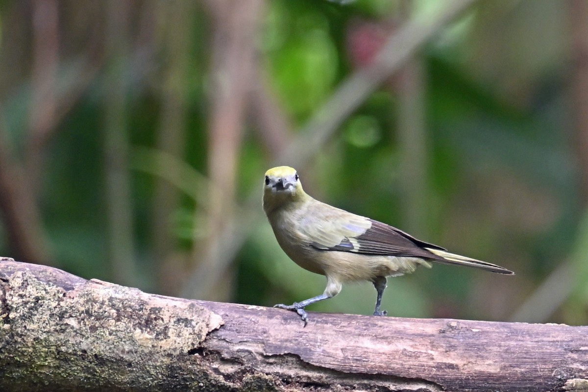 Tangara des palmiers - ML646768964