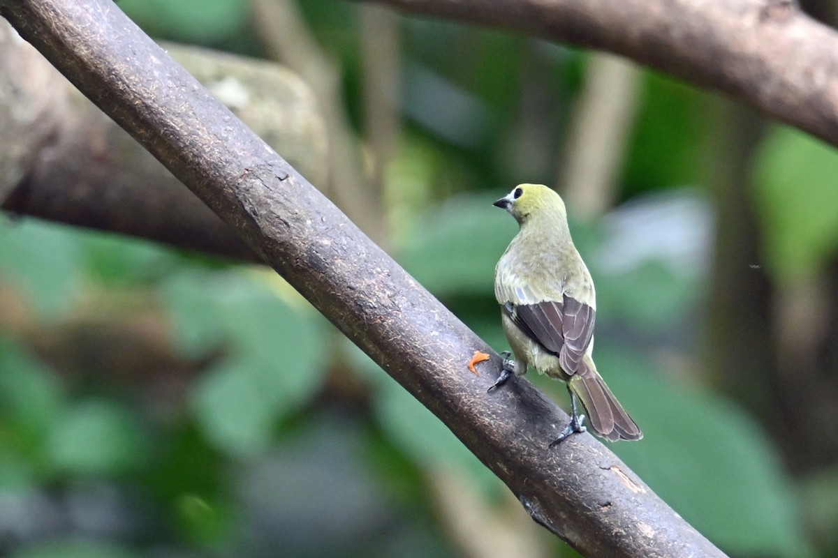 Tangara des palmiers - ML646768965