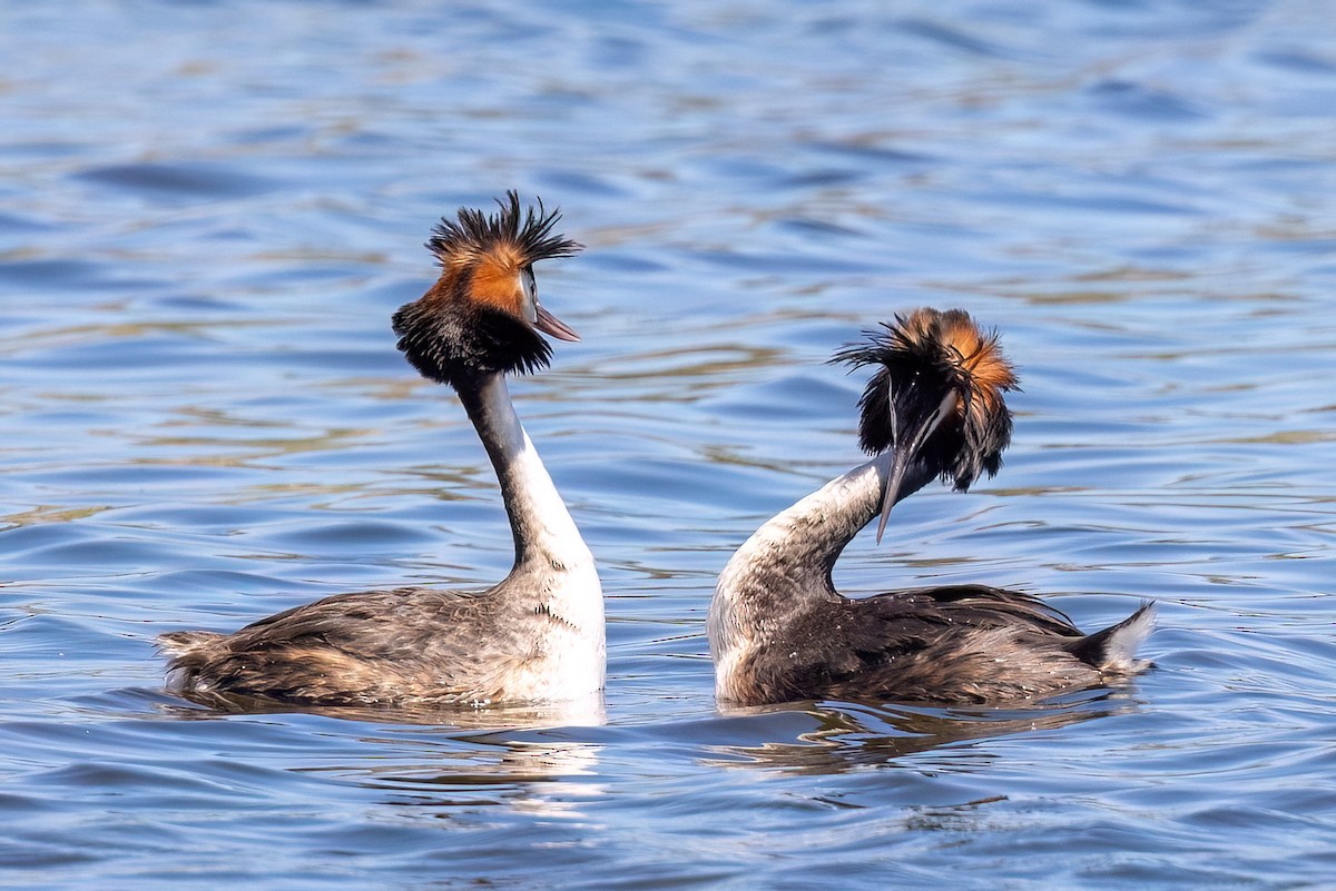 Чомга - ML646768966