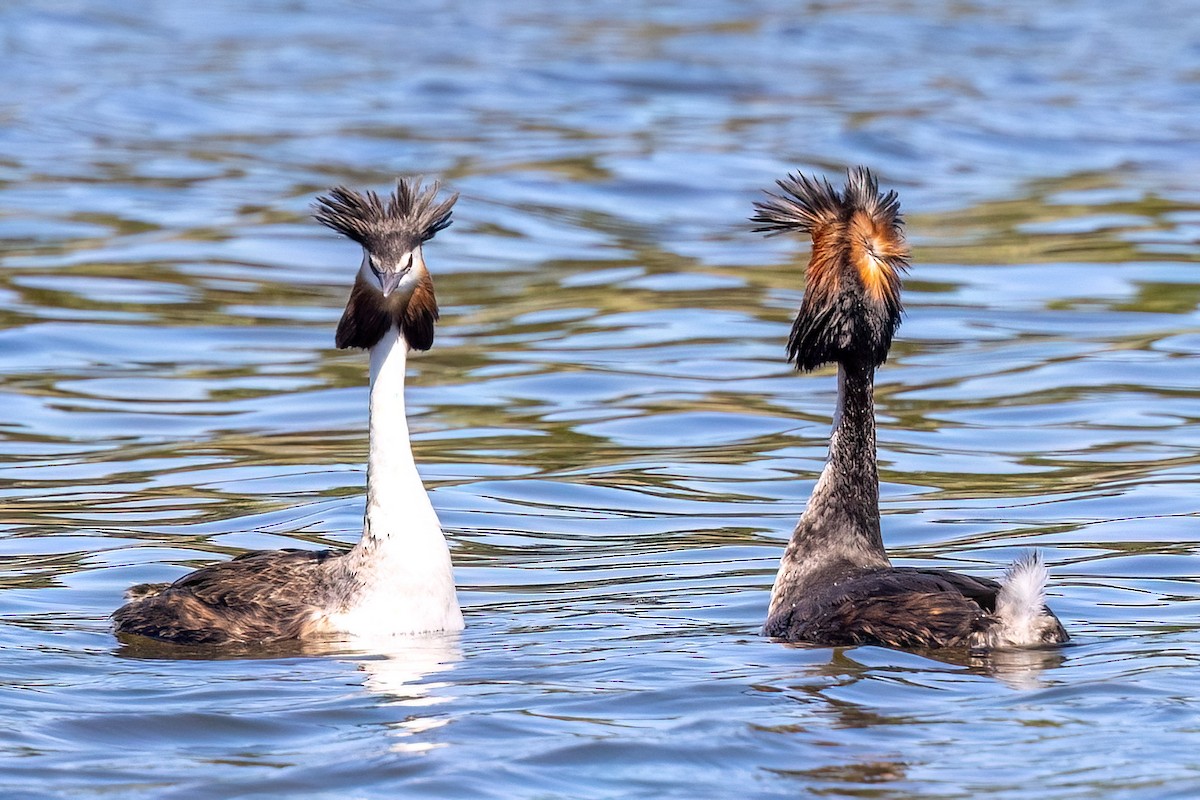 Чомга - ML646768971