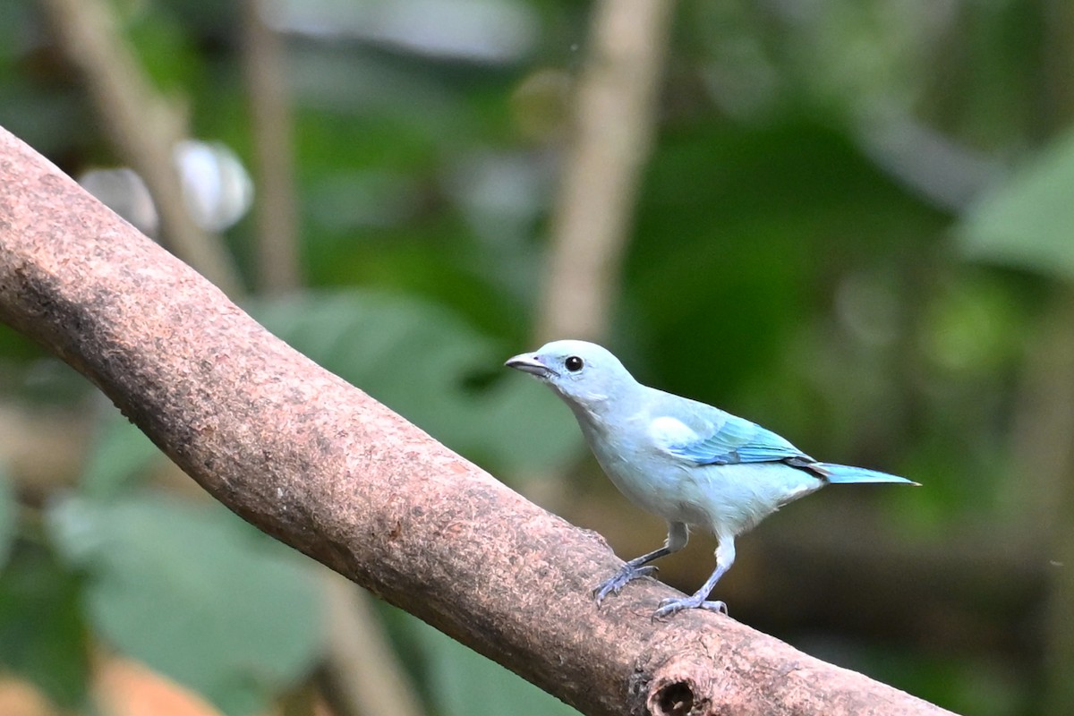 Tangara évêque - ML646768972