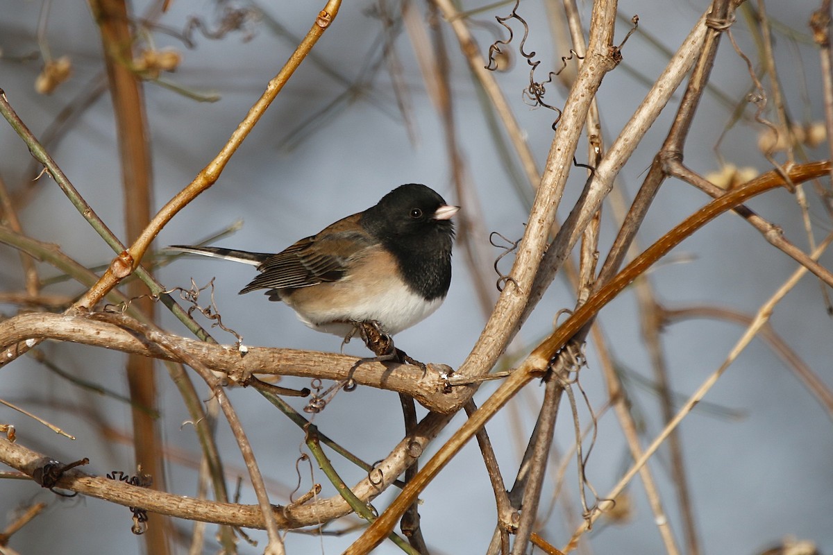 Junco ardoisé (groupe oreganus) - ML646768973