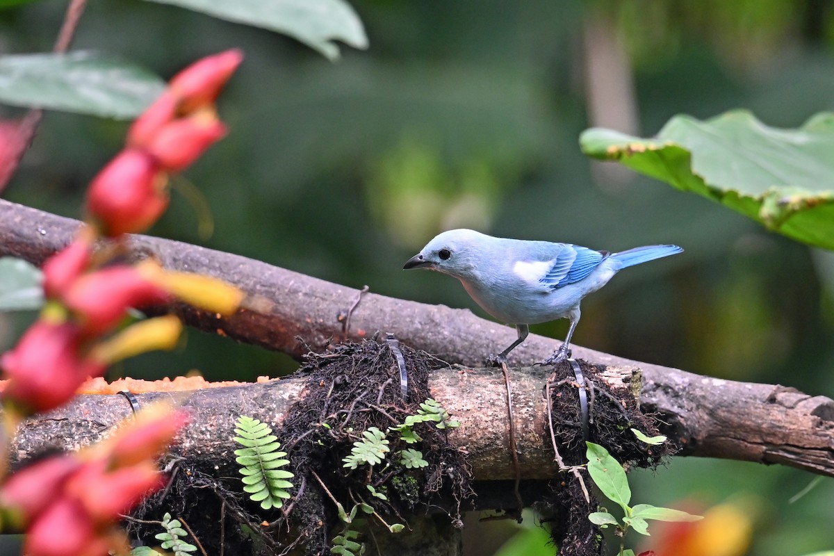 Tangara évêque - ML646768974