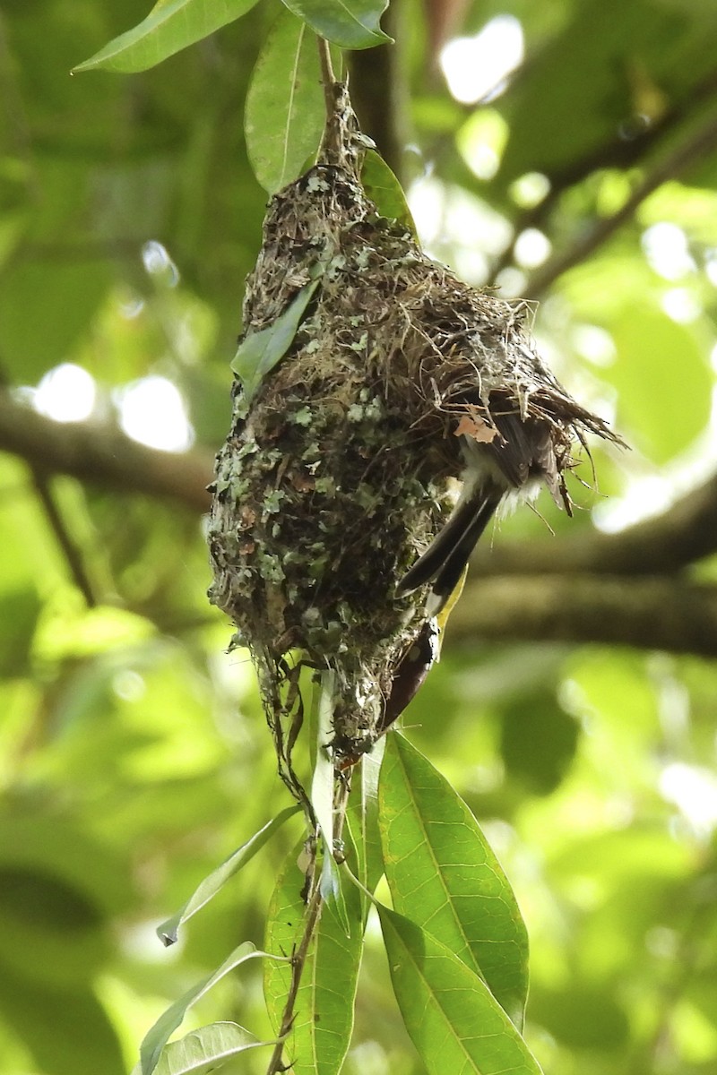 Brown Gerygone - ML646768976