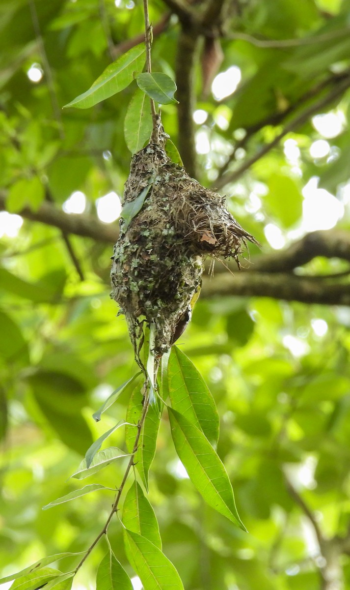 Ріроріро бурий - ML646768977