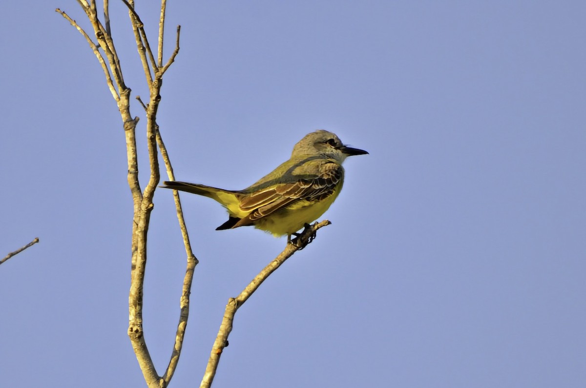 Tropical Kingbird - ML646768978