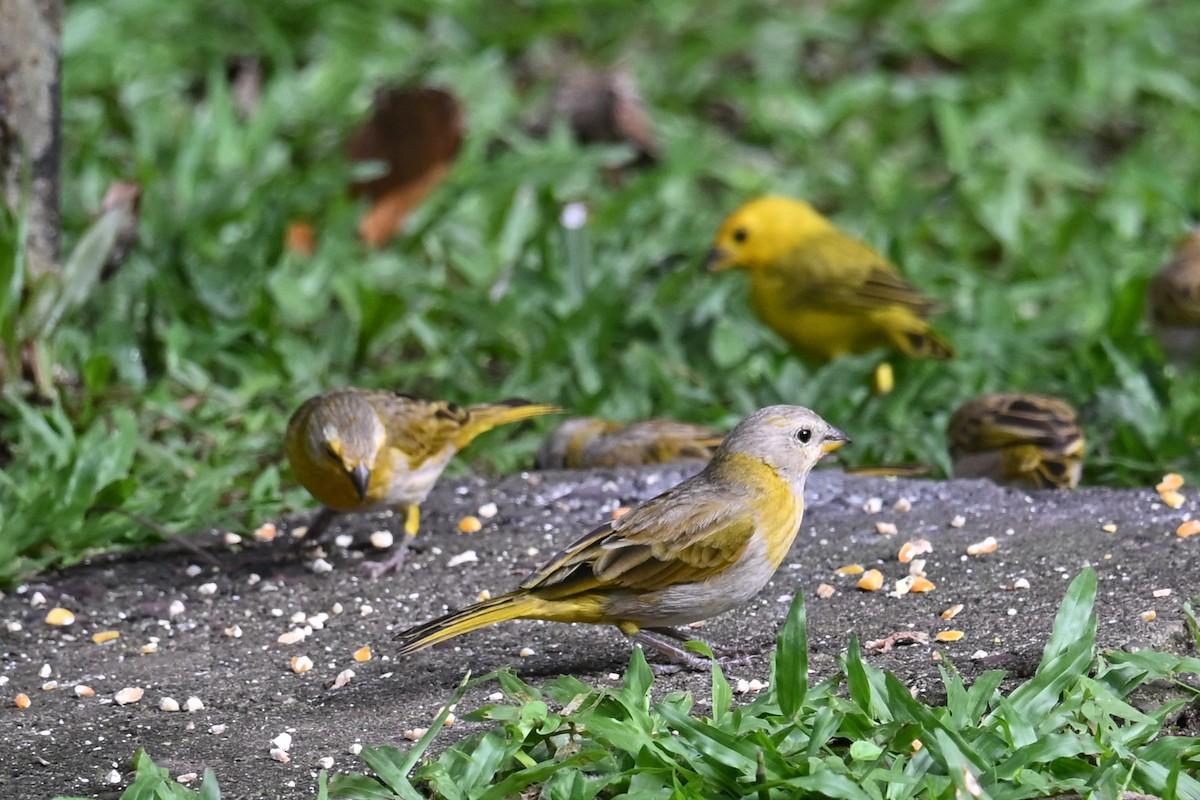 Sicale bouton-d'or - ML646768980