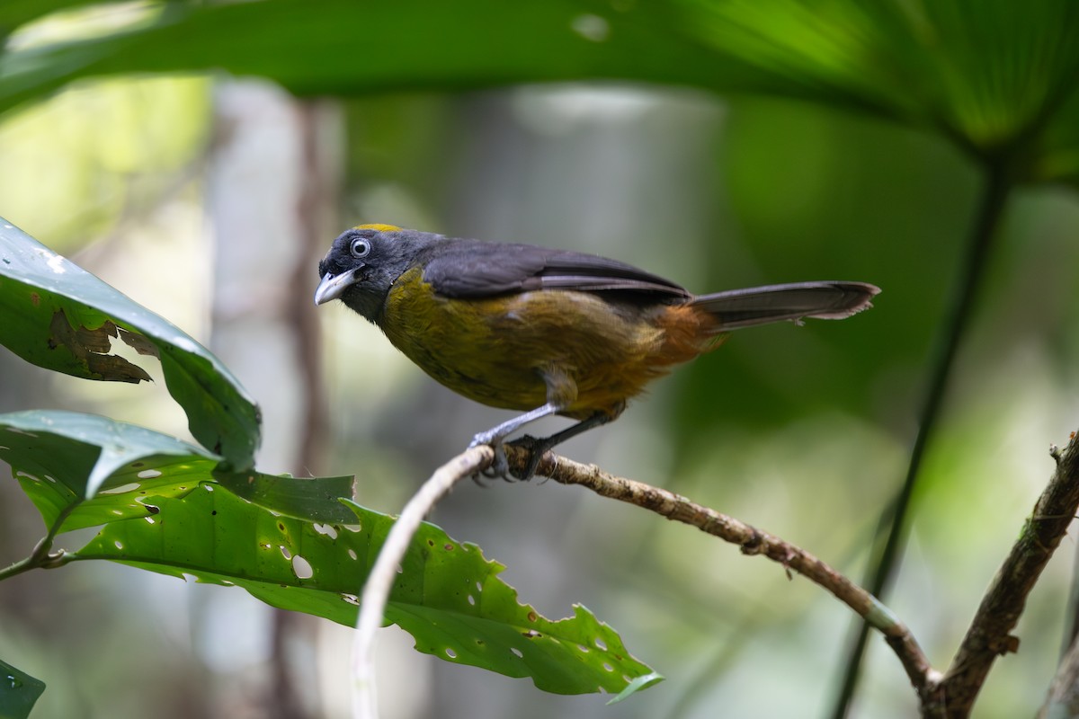 Dusky-faced Tanager - ML646768983