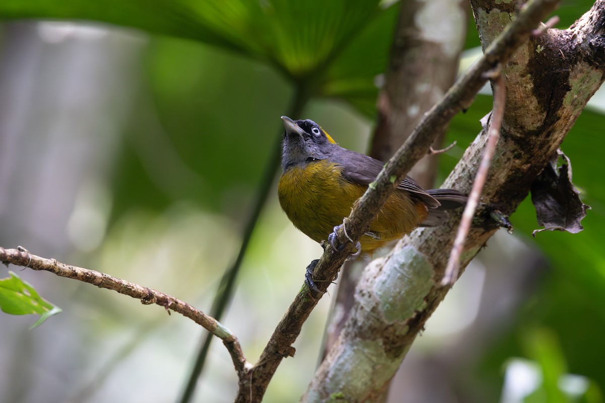 Dusky-faced Tanager - ML646768985