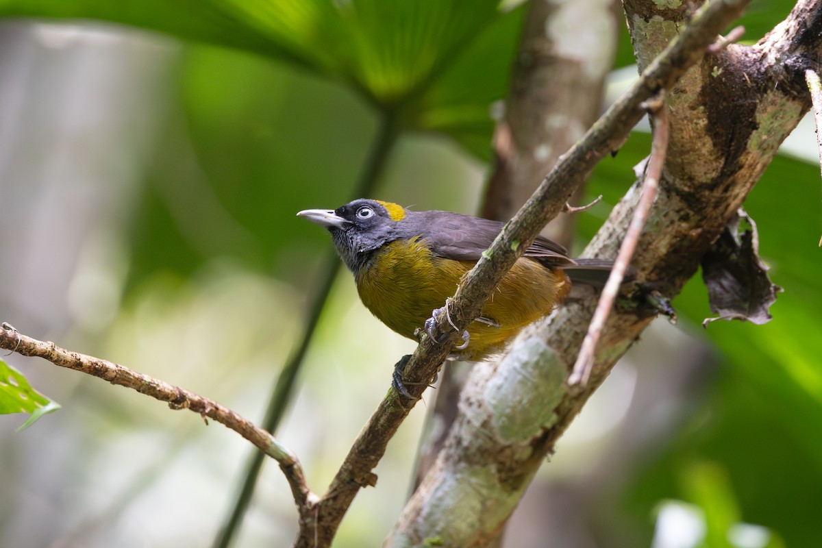 Dusky-faced Tanager - ML646768986