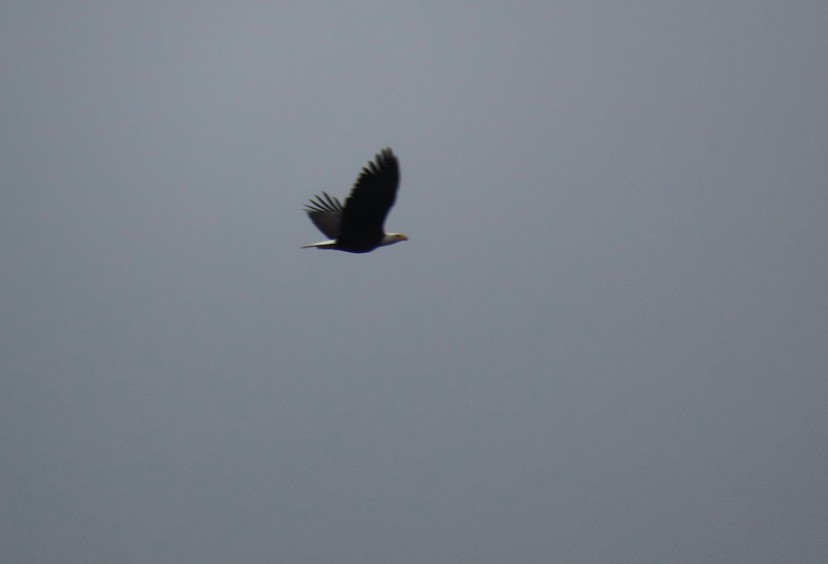 hvithodehavørn - ML646768987