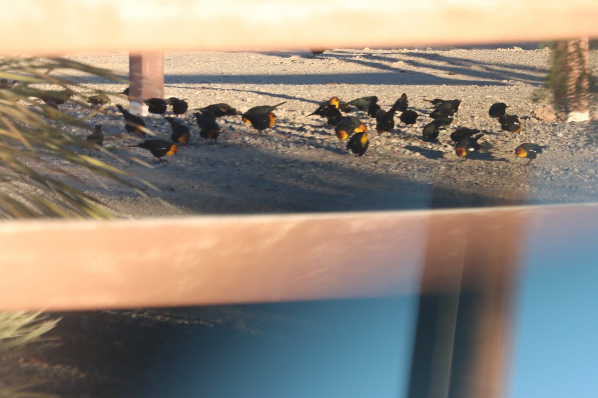 Yellow-headed Blackbird - ML646768990