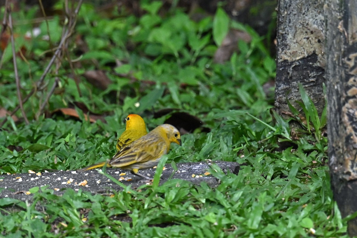 Sicale bouton-d'or - ML646768991