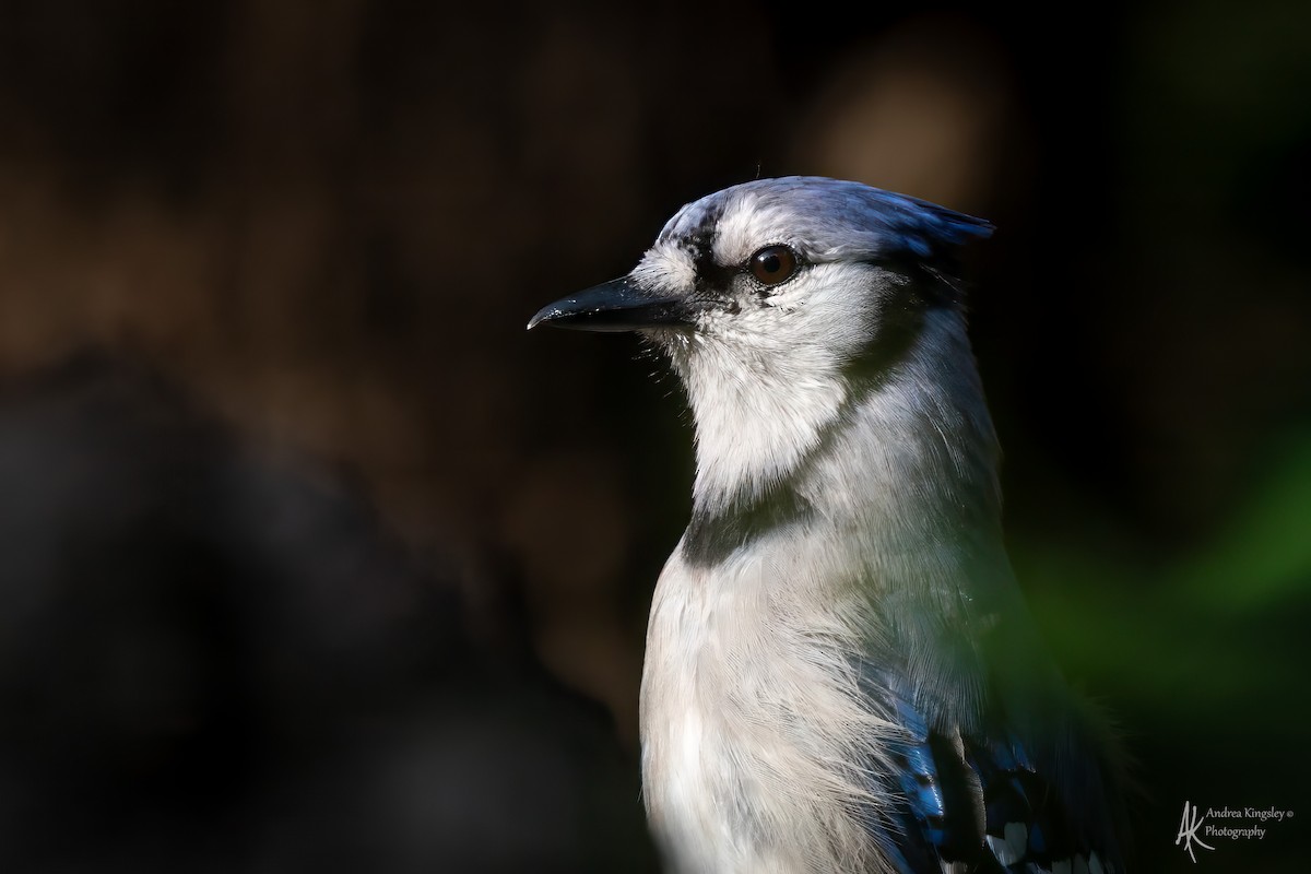 Blue Jay - ML646768993