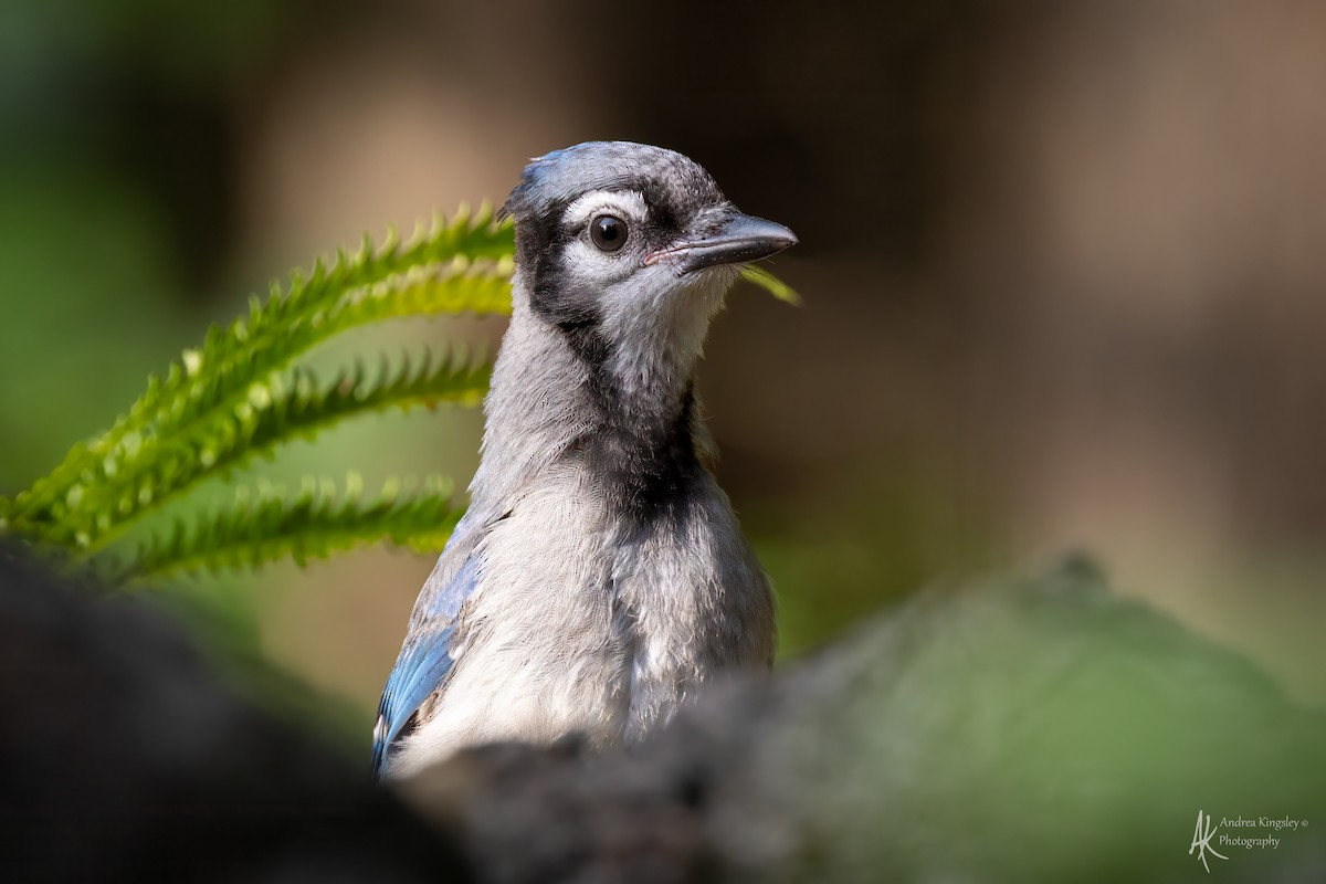 Blue Jay - ML646768994