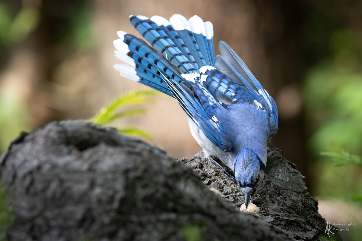 Blue Jay - ML646768995