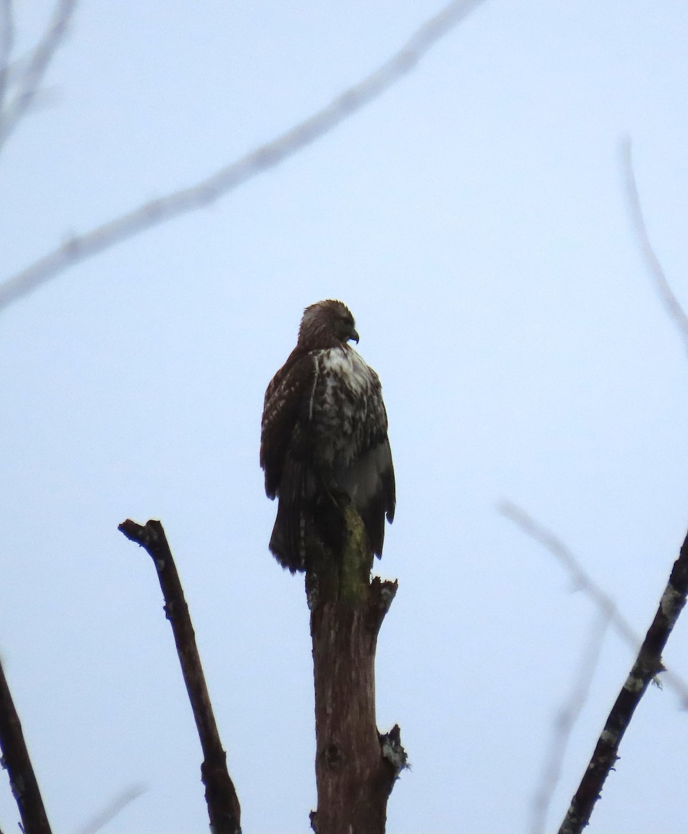 rødstjertvåk - ML646768996