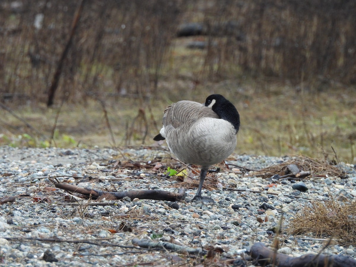 Bernache du Canada - ML646768997