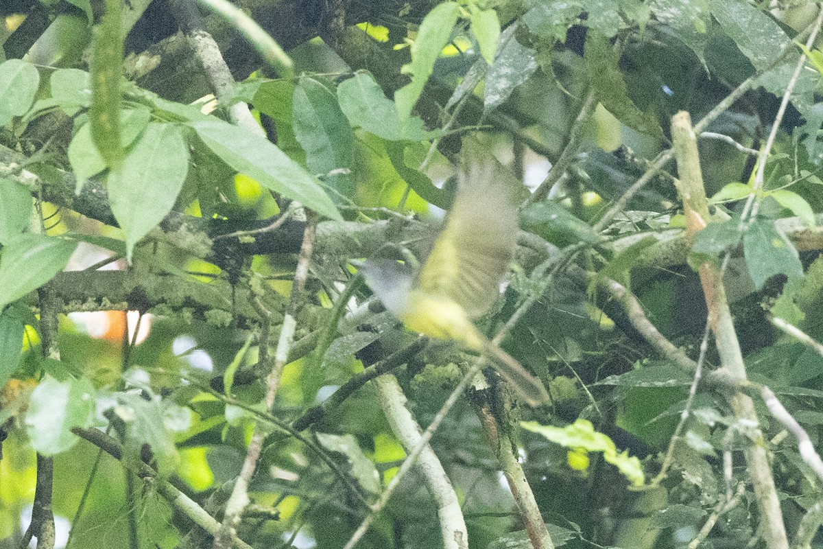 Panama Flycatcher - ML646769000