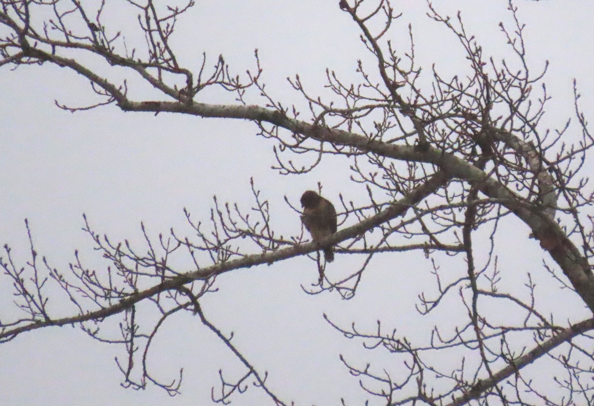 rødstjertvåk - ML646769001