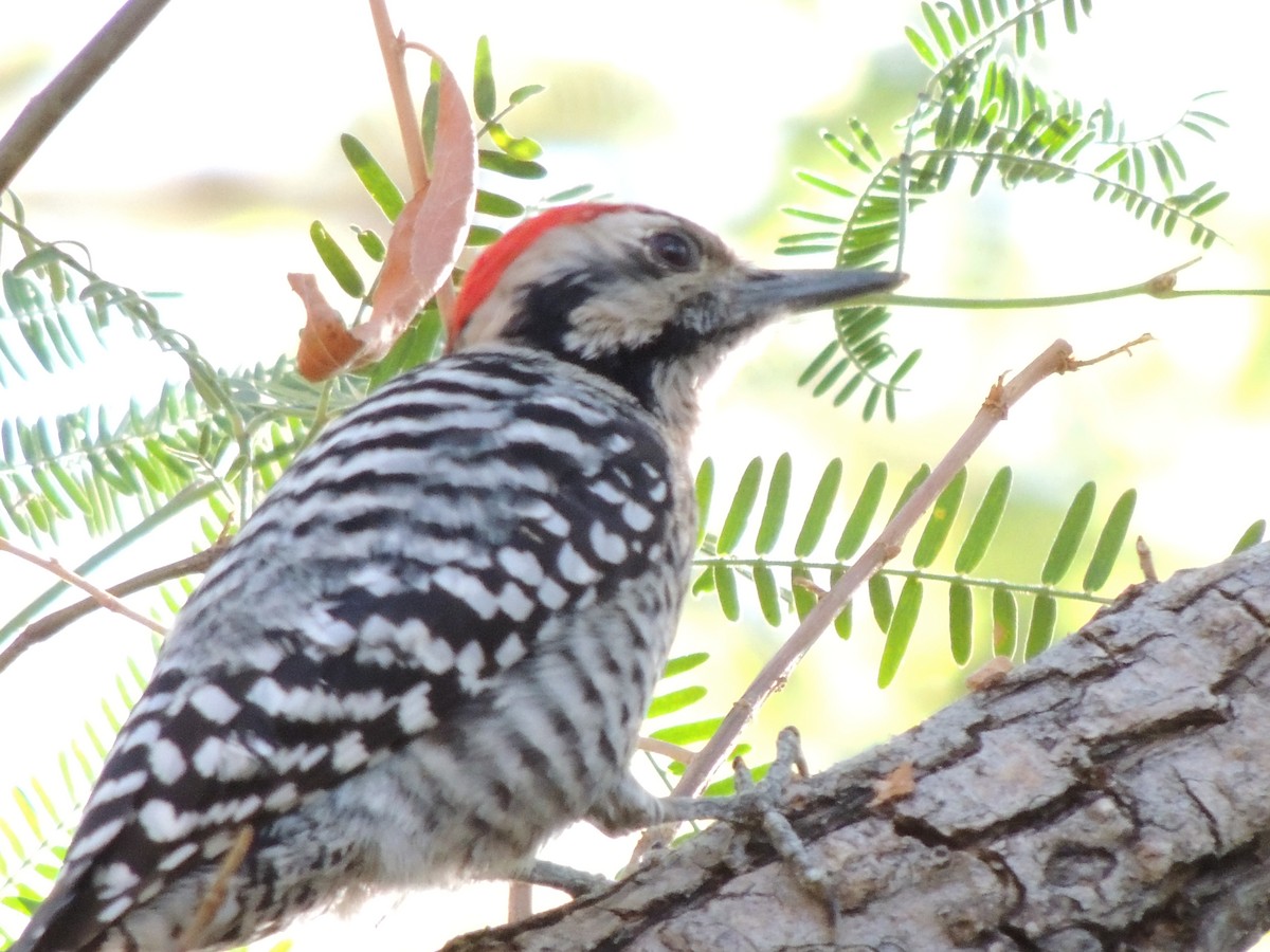 Ladder-backed Woodpecker - ML646769002