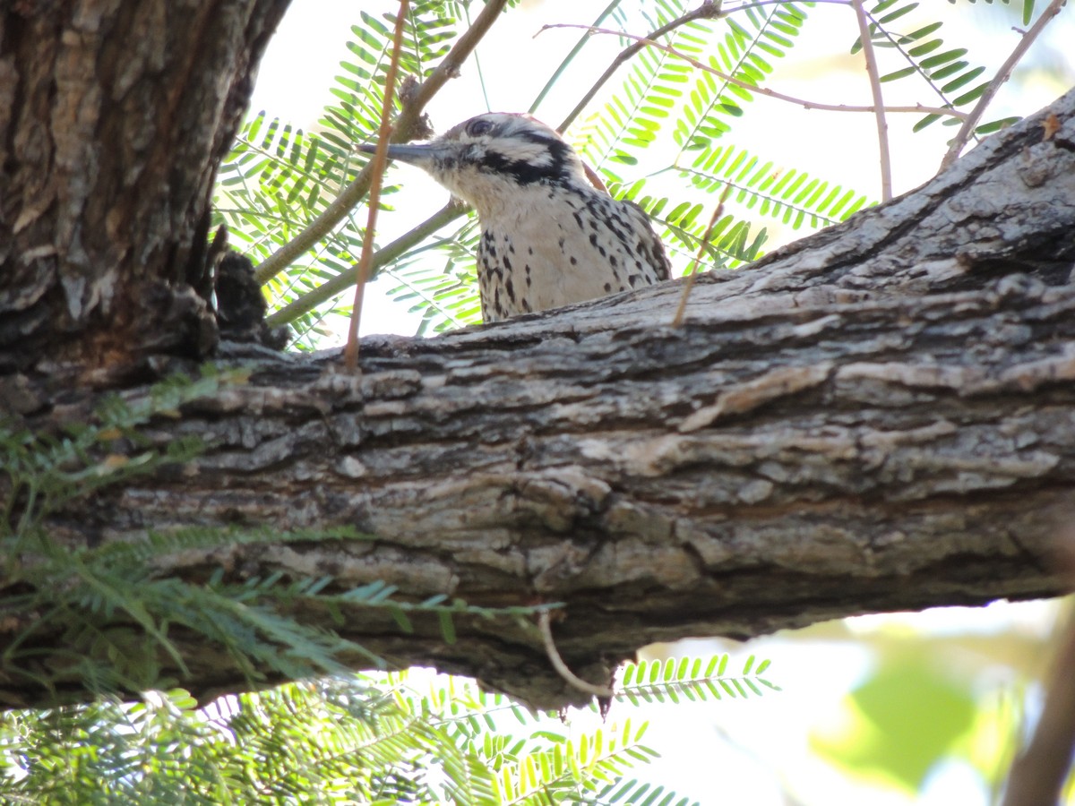 Ladder-backed Woodpecker - ML646769003