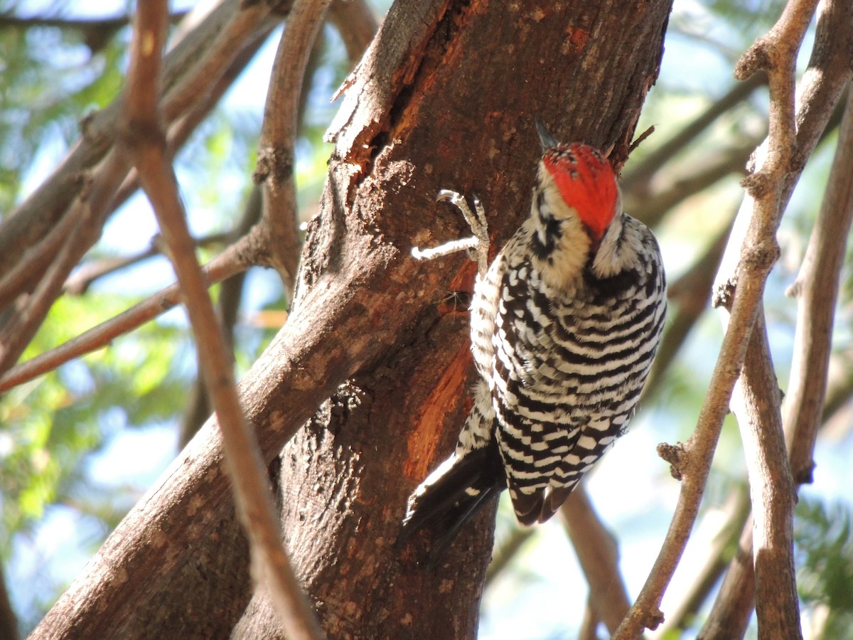 Ladder-backed Woodpecker - ML646769004